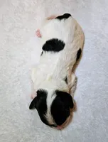 Lucy, a female Cavapoo and Cavachon for sale in Hiddenite, NC – Photo 5 of 8