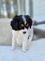 Lucy, a female Cavapoo and Cavachon for sale in Hiddenite, NC – Photo 1 of 6