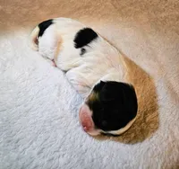 Lucy, a female Cavapoo and Cavachon for sale in Hiddenite, NC – Photo 6 of 8