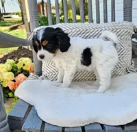 Lucy, a female Cavapoo and Cavachon for sale in Hiddenite, NC – Photo 3 of 6