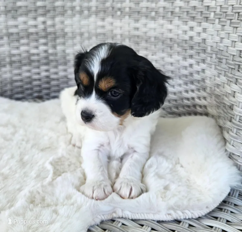 Lucy – Cavapoo, Cavachon puppy for sale in Hiddenite, NC