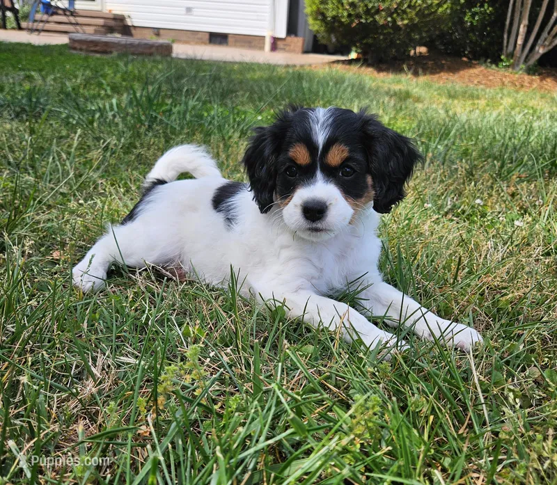 Lucy – Cavapoo, Cavachon puppy for sale in Hiddenite, NC