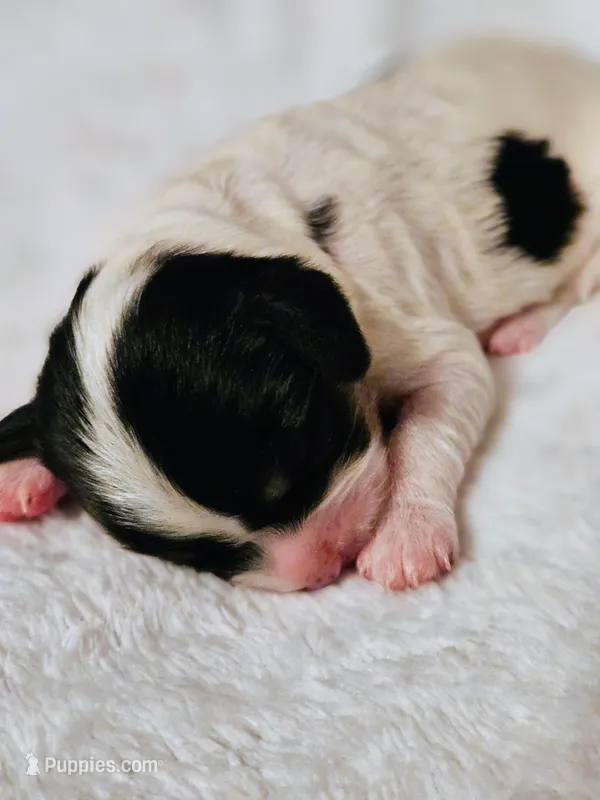 Lucy, a female Cavapoo and Cavachon for sale in Hiddenite, NC – Photo 1 of 8