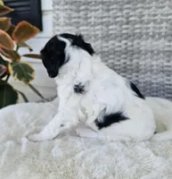 Lucy, a female Cavapoo and Cavachon for sale in Hiddenite, NC – Photo 2 of 6