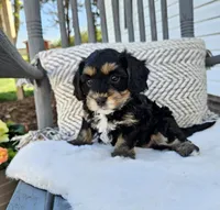 Luna, a female Cavapoo and Cavachon for sale in Hiddenite, NC – Photo 3 of 7