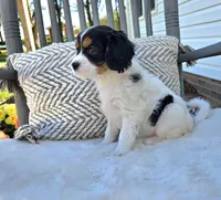 Lucy, a female Cavapoo and Cavachon for sale in Hiddenite, NC – Photo 4 of 6