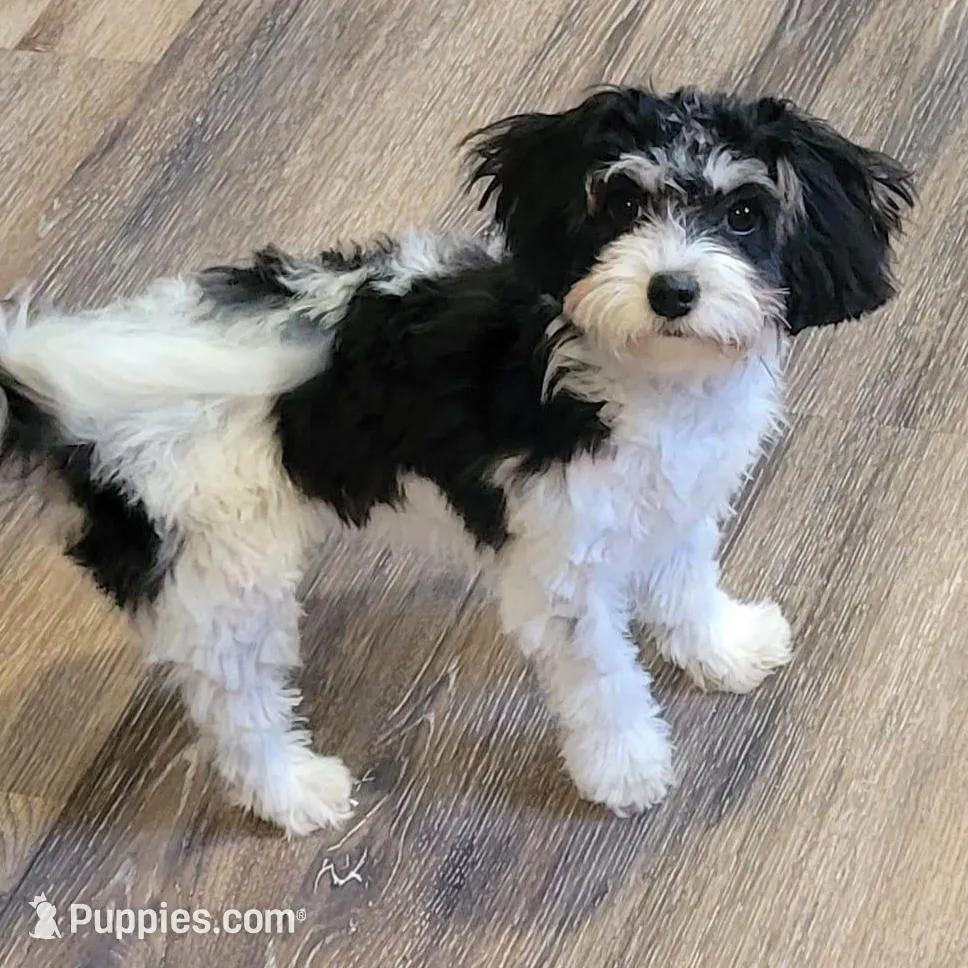 Lucy, a female Cavapoo and Cavachon for sale in Hiddenite, NC – Photo 7 of 8