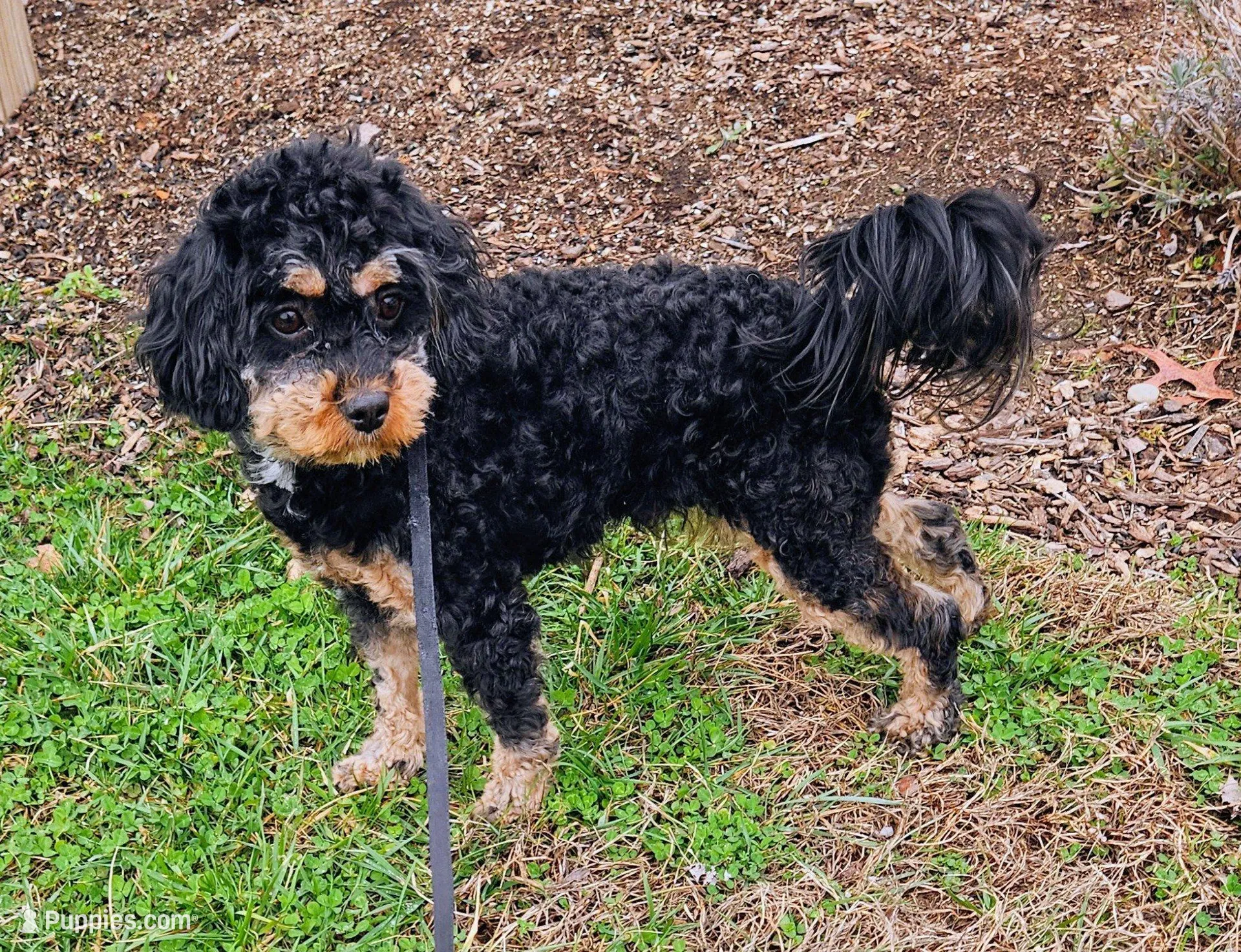 Lola, a female Cavapoo and Cavachon for sale in Hiddenite, NC – Photo 6 of 6