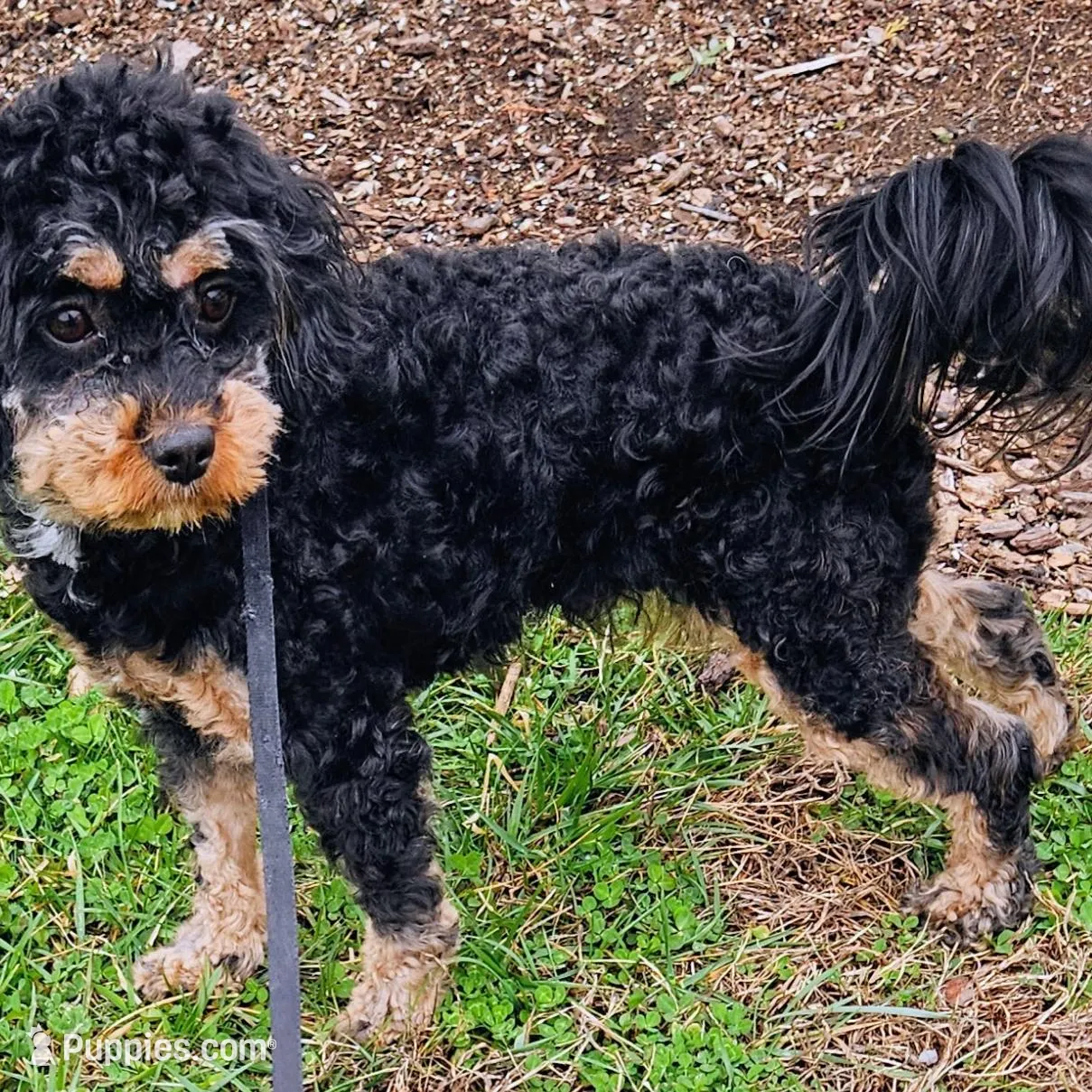Lola, a female Cavapoo and Cavachon for sale in Hiddenite, NC – Photo 6 of 7