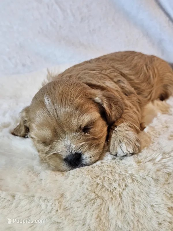 Lola – Cavapoo, Cavachon puppy for sale in Hiddenite, NC