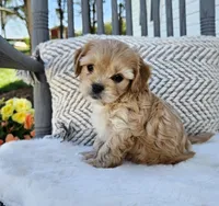 Lola, a female Cavapoo and Cavachon for sale in Hiddenite, NC – Photo 5 of 6