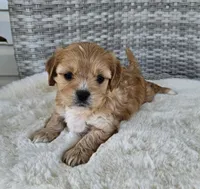 Lola, a female Cavapoo and Cavachon for sale in Hiddenite, NC – Photo 2 of 6