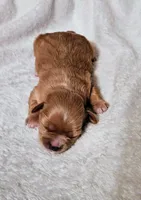 Lola, a female Cavapoo and Cavachon for sale in Hiddenite, NC – Photo 5 of 7