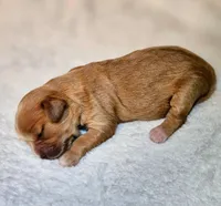 Lola, a female Cavapoo and Cavachon for sale in Hiddenite, NC – Photo 4 of 7