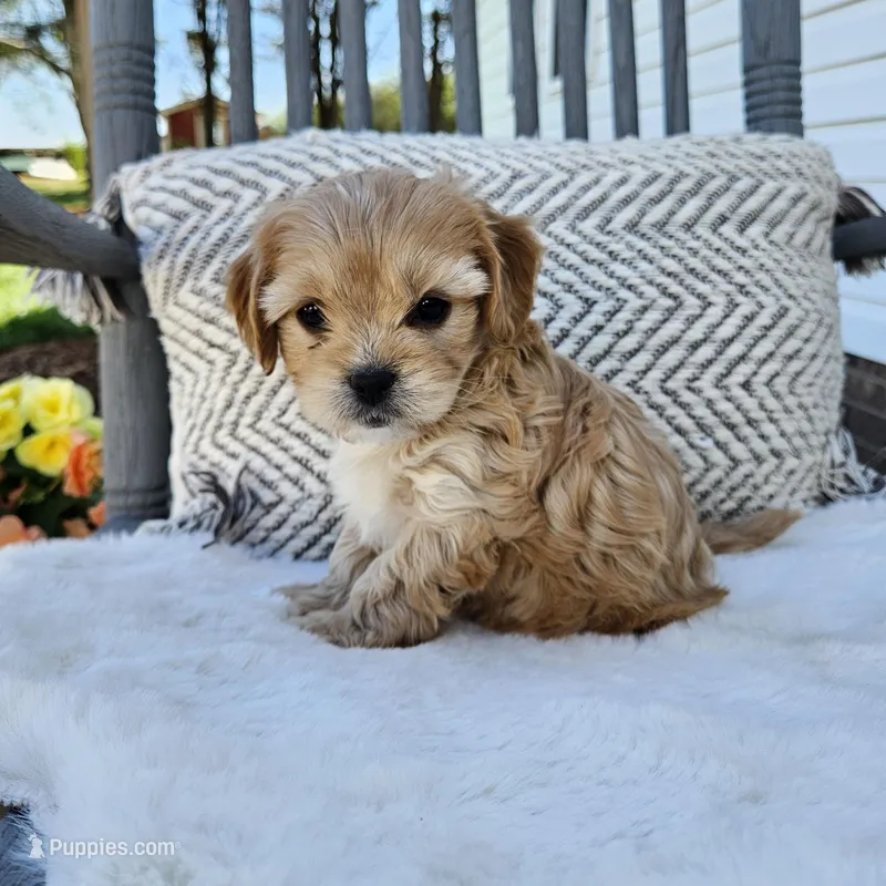 Lola – Cavapoo, Cavachon puppy for sale in Hiddenite, NC