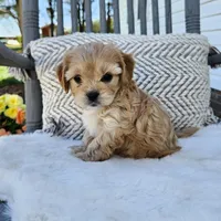 Lola, a female Cavapoo and Cavachon for sale in Hiddenite, NC – Photo 1 of 6