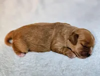 Lola, a female Cavapoo and Cavachon for sale in Hiddenite, NC – Photo 3 of 7