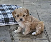 Lola, a female Cavapoo and Cavachon for sale in Hiddenite, NC – Photo 3 of 6