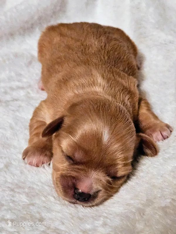 Lola, a female Cavapoo and Cavachon for sale in Hiddenite, NC – Photo 1 of 7