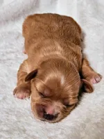 Lola, a female Cavapoo and Cavachon for sale in Hiddenite, NC – Photo 1 of 7