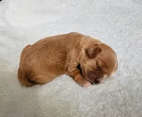 Lola, a female Cavapoo and Cavachon for sale in Hiddenite, NC – Photo 2 of 7