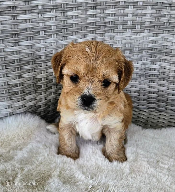 Lola – Cavapoo, Cavachon puppy for sale in Hiddenite, NC