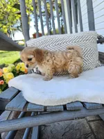 Lola, a female Cavapoo and Cavachon for sale in Hiddenite, NC – Photo 4 of 6