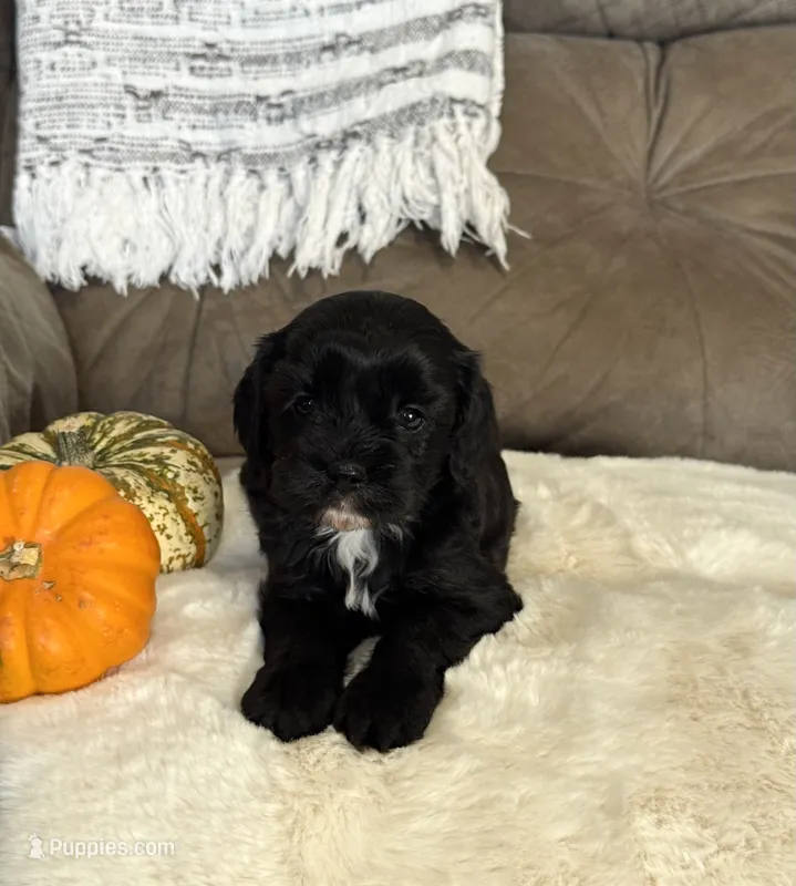 Kona  – Cavapoo puppy for sale in Hiddenite, NC