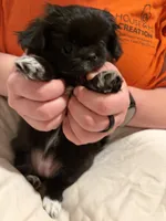 Mocha, a female Pekingese and Pomeranian for sale in Dorchester, SC – 2 of 3