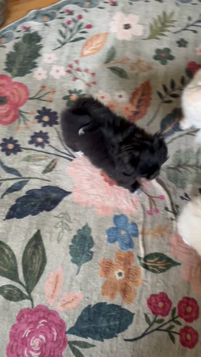 Mucho, a male Pekingese and Pomeranian for sale in Dorchester, SC – 3 of 3