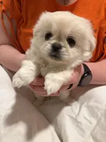 Minnie, a female Pekingese and Pomeranian for sale in Dorchester, SC – 3 of 3