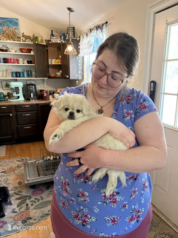 Minnie – Pekingese, Pomeranian puppy for sale in Dorchester, SC