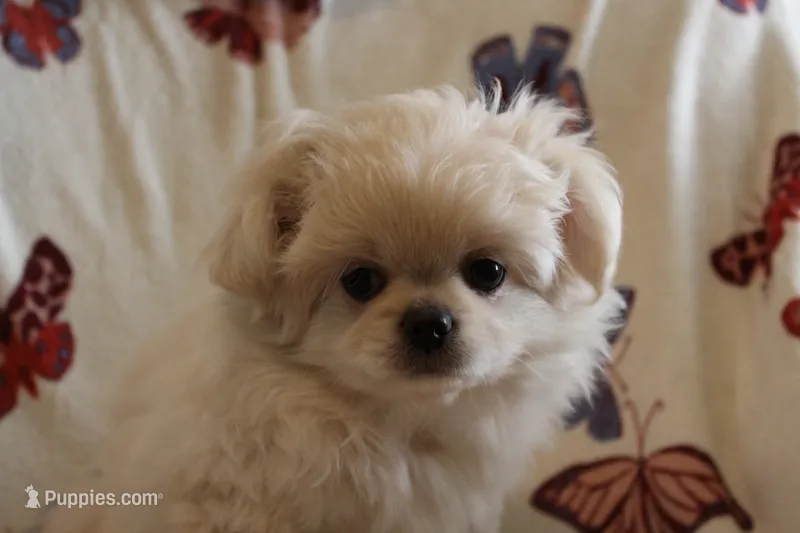 Mucho – Pekingese, Pomeranian puppy for sale in Dorchester, SC