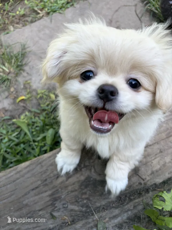 Mucho – Pekingese, Pomeranian puppy for sale in Dorchester, SC