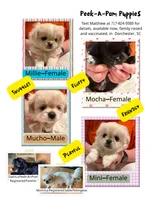 Minnie, a female Pekingese and Pomeranian for sale in Dorchester, SC – 2 of 3