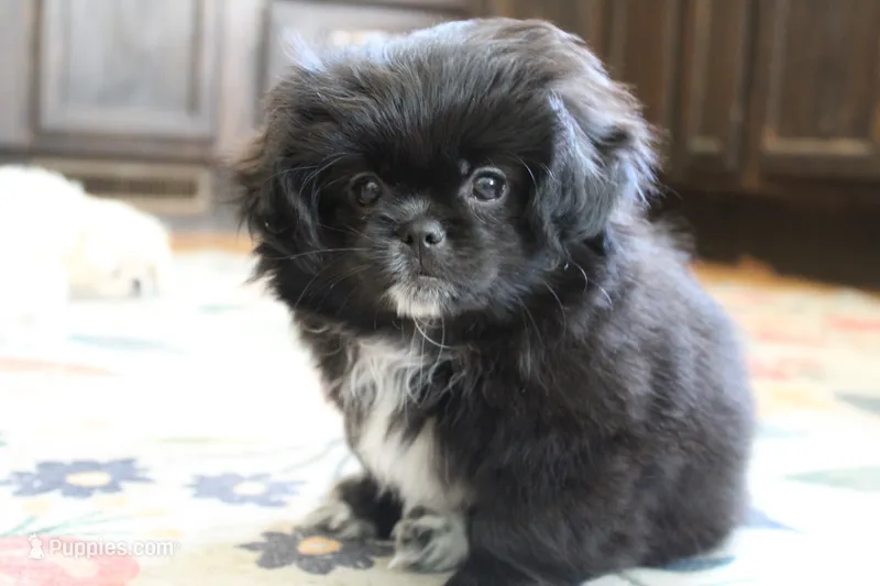 Mocha – Pekingese, Pomeranian puppy for sale in Dorchester, SC