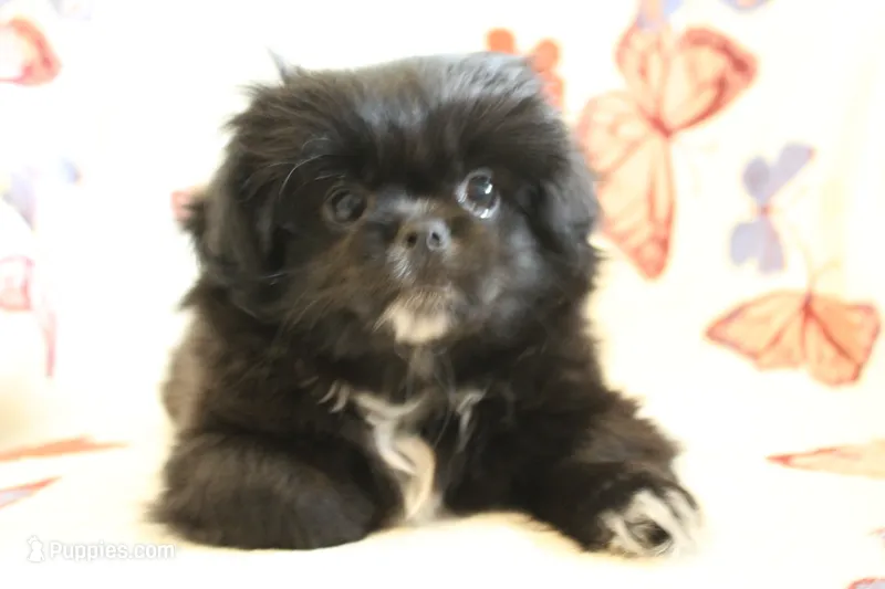 Mocha – Pekingese, Pomeranian puppy for sale in Dorchester, SC