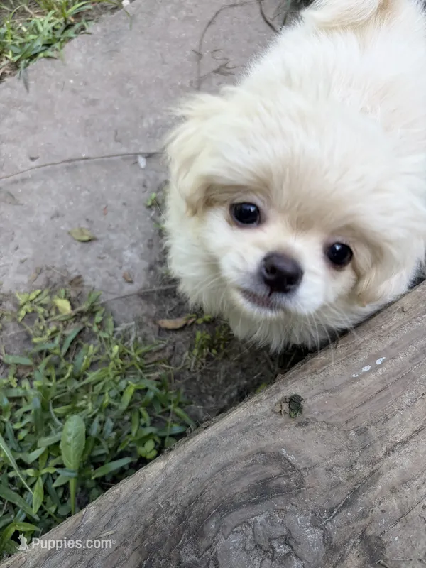 Mucho – Pekingese, Pomeranian puppy for sale in Dorchester, SC