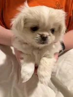 Millie, a female Pekingese and Pomeranian for sale in Dorchester, SC – 3 of 3