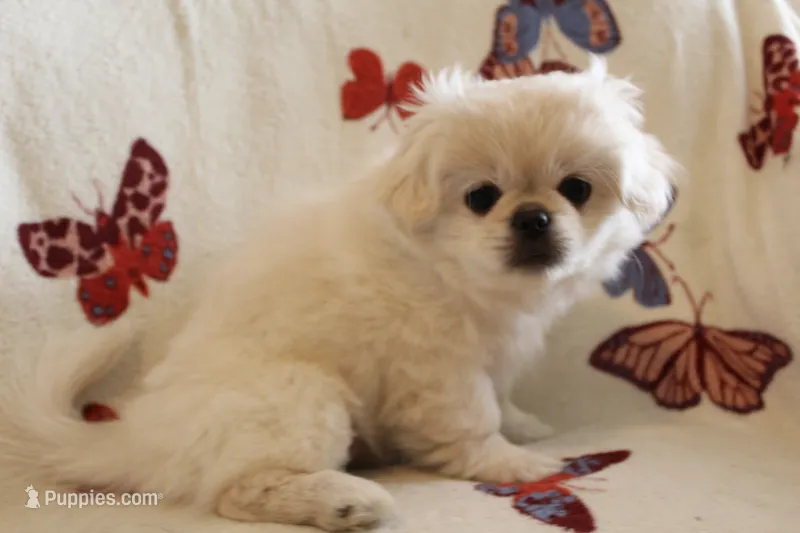 Minnie – Pekingese, Pomeranian puppy for sale in Dorchester, SC