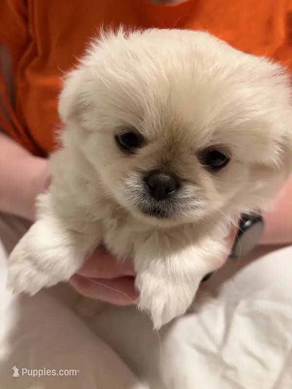 Minnie – Pekingese, Pomeranian puppy for sale in Dorchester, SC