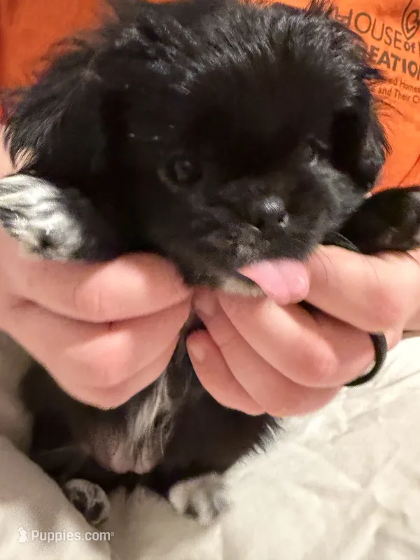 Mocha – Pekingese, Pomeranian puppy for sale in Dorchester, SC