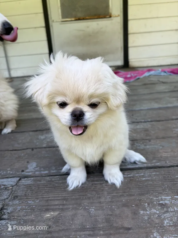 Minnie – Pekingese, Pomeranian puppy for sale in Dorchester, SC
