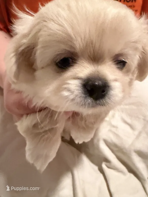 Mucho – Pekingese, Pomeranian puppy for sale in Dorchester, SC