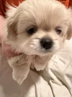 Mucho, a male Pekingese and Pomeranian for sale in Dorchester, SC – 1 of 3