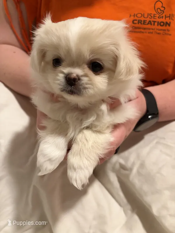 Millie – Pekingese, Pomeranian puppy for sale in Dorchester, SC