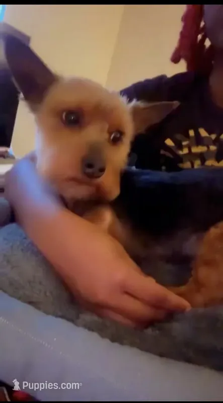 resse  – Yorkipoo puppy for sale in Fort Washington, MD