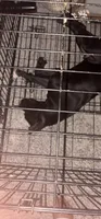 Ace, a male American Pit Bull Terrier for sale in Fort Washington, MD – 2 of 2
