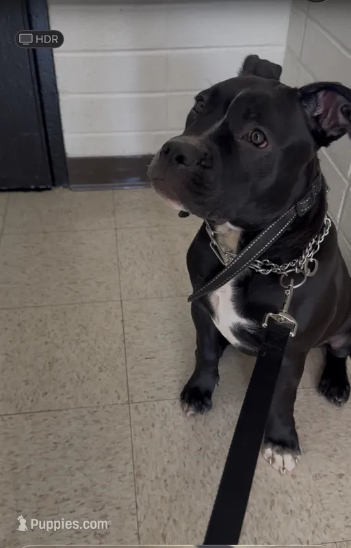 Ace – American Pit Bull Terrier puppy for sale in Fort Washington, MD