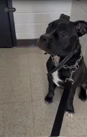 Ace, a male American Pit Bull Terrier for sale in Fort Washington, MD – 1 of 2